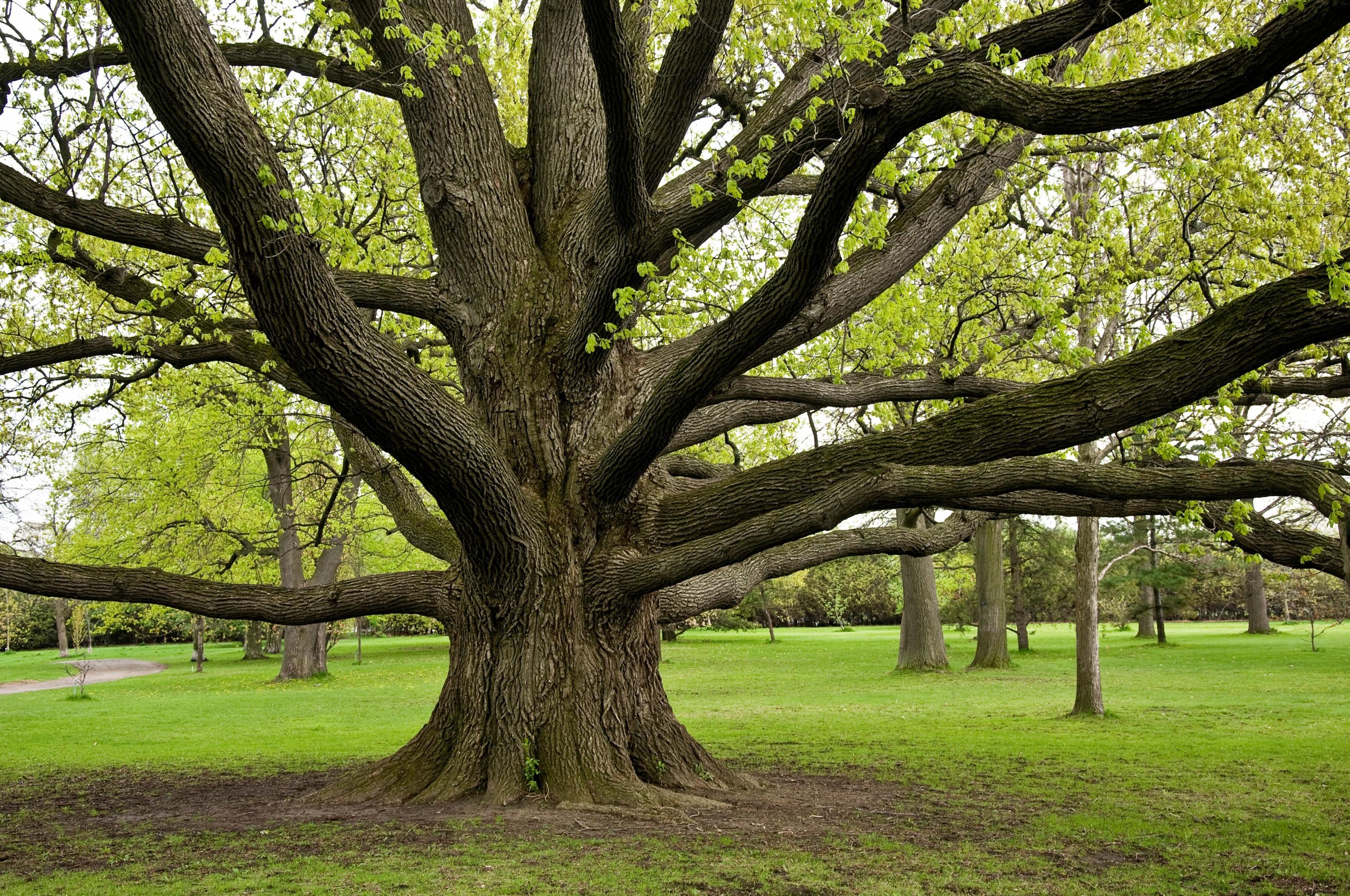 More trees. Раскидистая крона дуб. Дуб Виндзорский Великобритании. Раскидистое раскидистое дерево. Лиепусальский дуб.